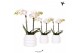 Phalaenopsis multiflora wit 2 tak in bubble pot white kolibri orchids 