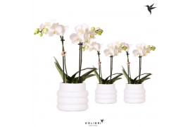 Phalaenopsis multiflora wit 2 tak in bubble pot white kolibri orchids