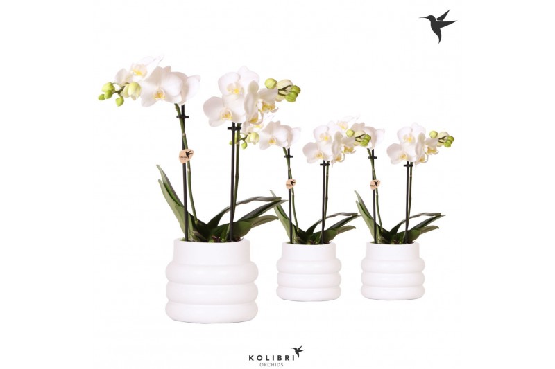 Phalaenopsis multiflora wit 2 tak in bubble pot white kolibri orchids 