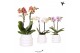 Phalaenopsis mix 2 tak in bubble pot white kolibri orchids 