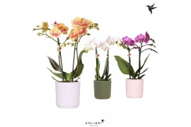 Phalaenopsis mix Kolibri Orchids - 2 tak - Diamond keramiek