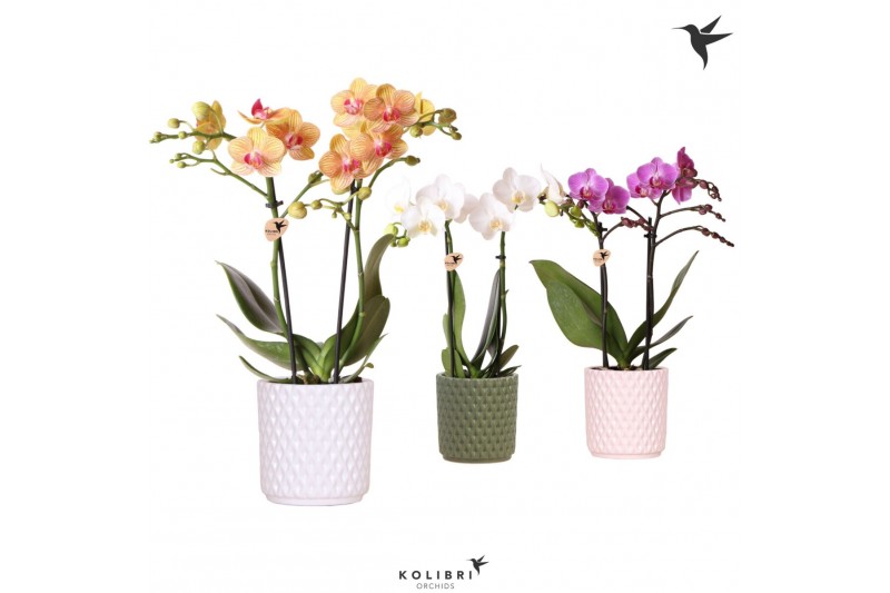 Phalaenopsis mix Kolibri Orchids - 2 tak - Diamond keramiek 