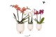 Phalaenopsis mix Kolibri Orchids 2 tak in Gummy pot travertine 