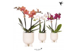 Phalaenopsis mix Kolibri Orchids 2 tak in Gummy pot travertine