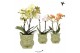 Phalaenopsis multiflora 2 tak in owl pot green kolibri orchids 