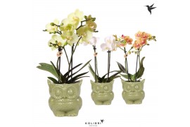 Phalaenopsis multiflora 2 tak in owl pot green kolibri orchids