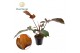 Philodendron florida bronze 