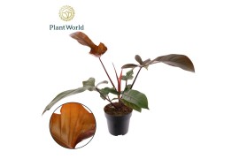 Philodendron florida bronze
