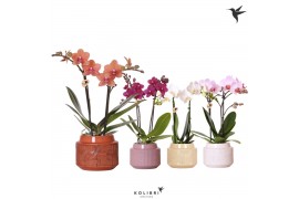 Phalaenopsis mix Kolibri Orchids - 2 tak - Maze keramiek