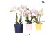 Phalaenopsis mix Kolibri Orchids Phalaenopsis mix 2 spike in Fruity po 