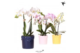 Phalaenopsis mix Kolibri Orchids Phalaenopsis mix 2 spike in Fruity po