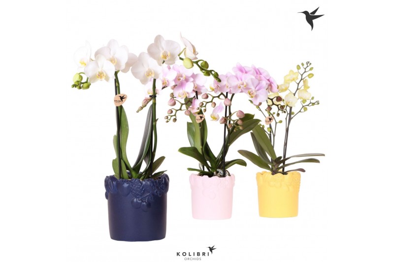 Phalaenopsis mix Kolibri Orchids Phalaenopsis mix 2 spike in Fruity po 