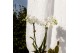 Phalaenopsis mix Kolibri Orchids 2 tak in Diamond pot silver 