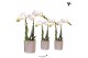 Phalaenopsis multiflora wit Kolibri Orchids 2 tak in Diamond pot silve 