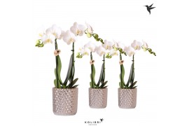 Phalaenopsis multiflora wit Kolibri Orchids 2 tak in Diamond pot silve