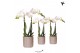 Phalaenopsis multiflora wit Kolibri Orchids 2 tak in Diamond Pearl pot 
