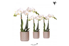 Phalaenopsis multiflora wit Kolibri Orchids 2 tak in Diamond Pearl pot