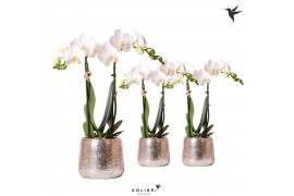 Phalaenopsis multiflora wit Kolibri Orchids 2 tak in Luxury pot silver