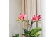 Phalaenopsis multiflora Kolibri Orchids Blossom - 2 tak, 24+ 