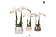 Phalaenopsis multiflora wit 2 tak in elite pot mix kolibri orchids 