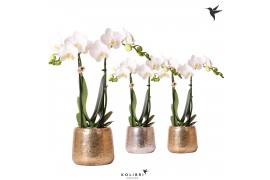 Phalaenopsis multiflora wit Kolibri Orchids 2 tak in Luxury pot mix