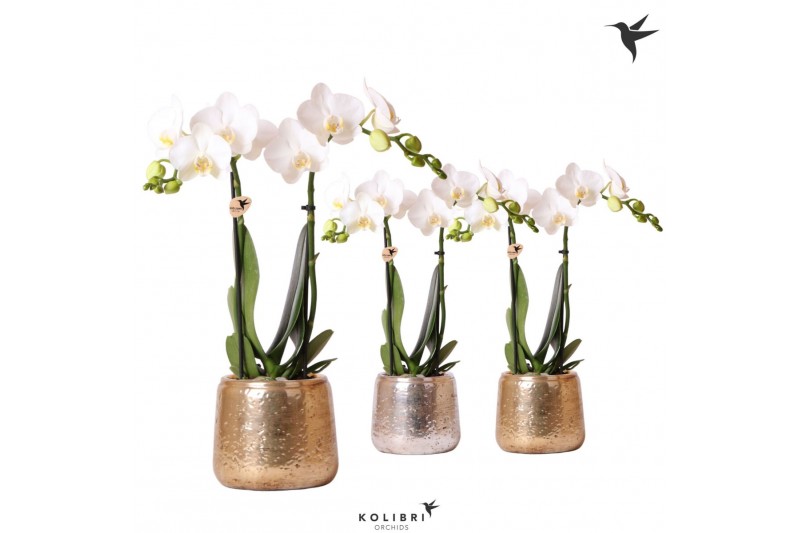 Phalaenopsis multiflora wit Kolibri Orchids 2 tak in Luxury pot mix 