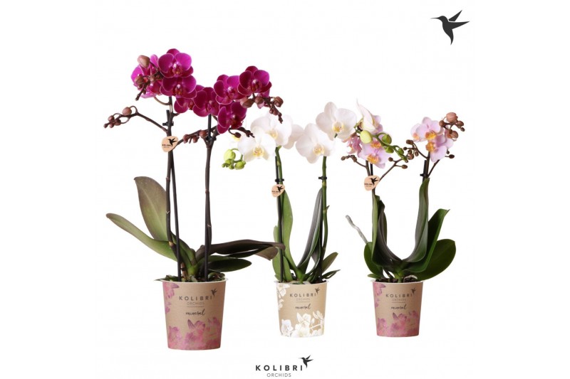 Phalaenopsis multiflora Kolibri Orchids - 3 Kleuren mix - 2 tak, 22+ Phalaenopsis multiflora Kolibri Orchids - 3 Kleuren mix - 2 tak, 22+