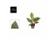 Aglaonema jungle shadows 