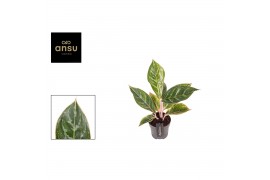 Aglaonema jungle shadows
