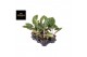 Aglaonema jungle shadows 