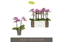 Phalaenopsis multiflora violet queen Exclusivo - Violet Queen - 2 tak