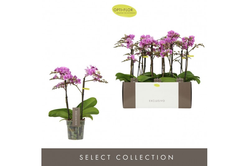 Phalaenopsis multiflora violet queen Exclusivo - Violet Queen - 2 tak 