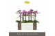 Phalaenopsis multiflora violet queen Exclusivo - Violet Queen - 2 tak 