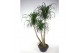 Beaucarnea recurvata Vertakt 