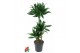 Dracaena fragr. compacta green jewel 60-30-15 