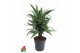 Dracaena fragr. der. warneckei vertakt 