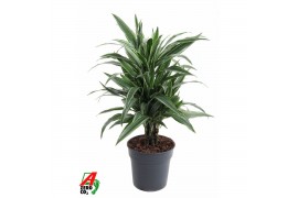 Dracaena fragr. der. warneckei vertakt