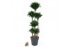 Dracaena fragr. compacta 120-carrousel 