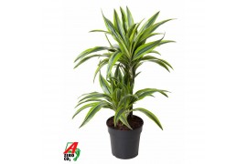 Dracaena fragr. der. lemon lime 30-15