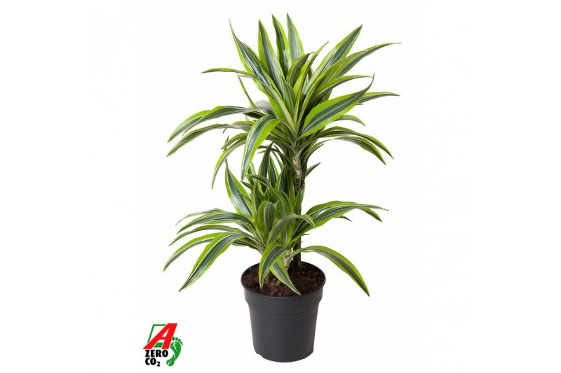 Dracaena fragr. der. lemon lime 30-15 