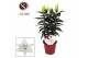 Lilium oriental white souvenir rascal souvenir white 13cm,5 bl.,3 tak/ 
