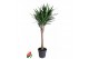 Yucca Vertakt op stam 