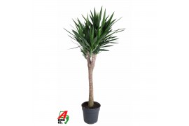 Yucca Vertakt op stam