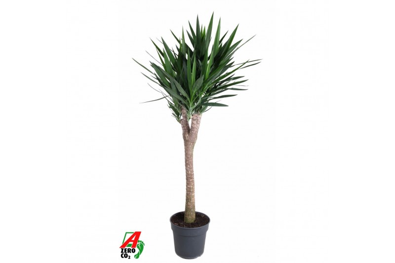 Yucca Vertakt op stam 