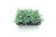 Sedum sieboldii 