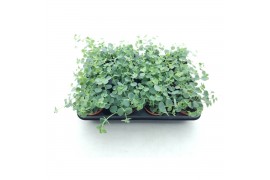 Sedum sieboldii