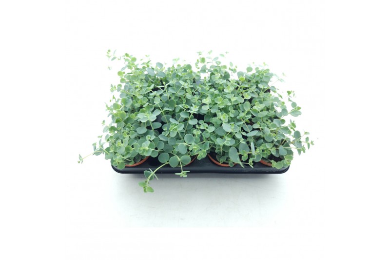 Sedum sieboldii 