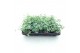 Sedum sieboldii 