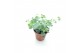 Sedum sieboldii 