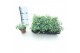 Sedum sieboldii 